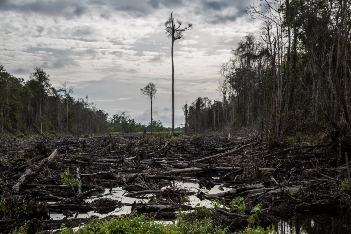 توقف جنگل زدایی تا 2030 ؟